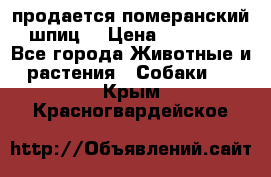 продается померанский шпиц  › Цена ­ 35 000 - Все города Животные и растения » Собаки   . Крым,Красногвардейское